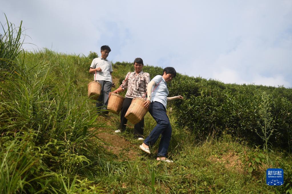 在廣西蒼梧縣六堡鎮(zhèn)山坪村，祝雪蘭（前）和村民采茶后走下茶山（2022年9月22日攝）。新華社記者 陸波岸 攝
